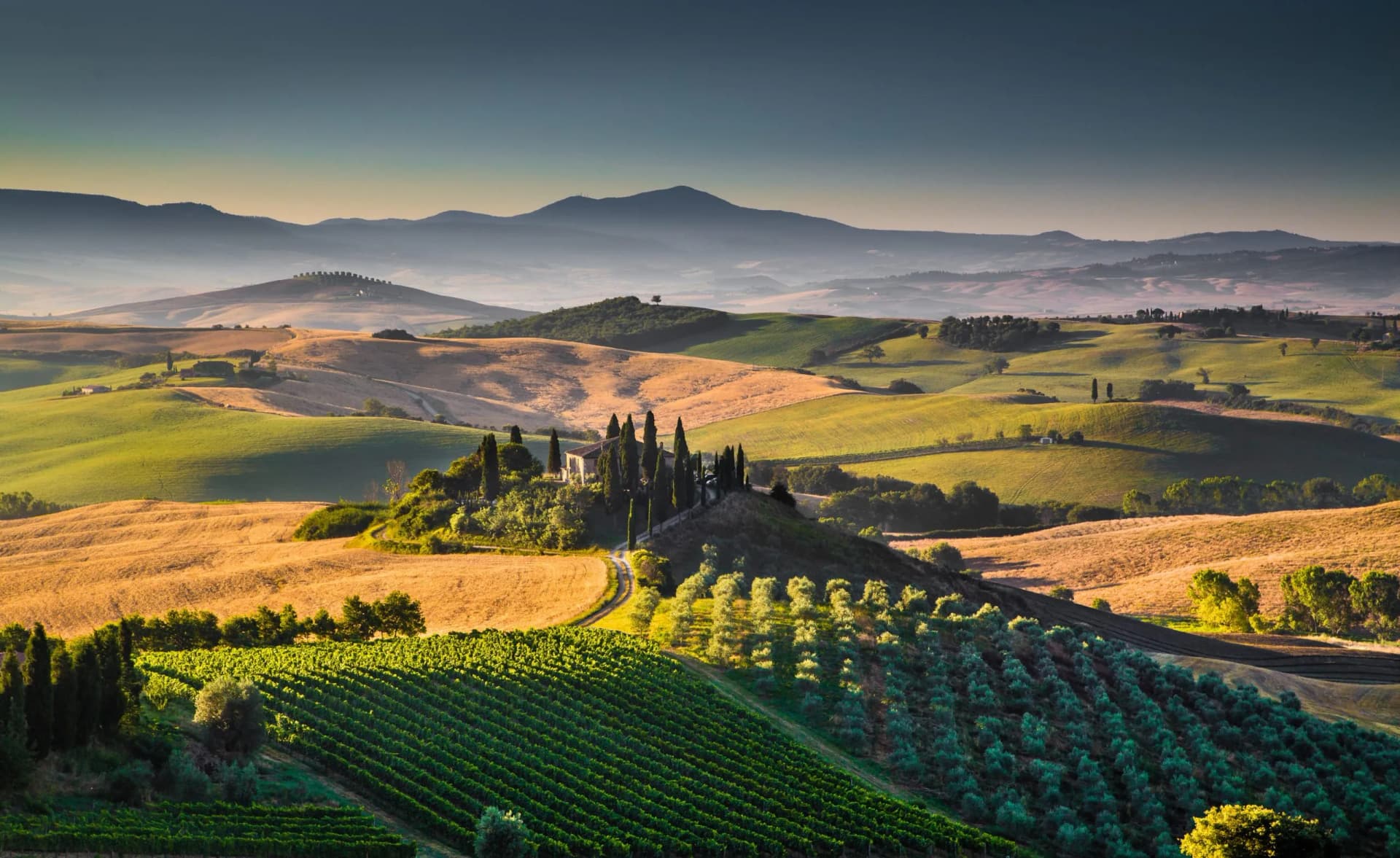 Rolling hills of Val d'Orcia with cypress trees, vineyards, and farmhouse in morning light.