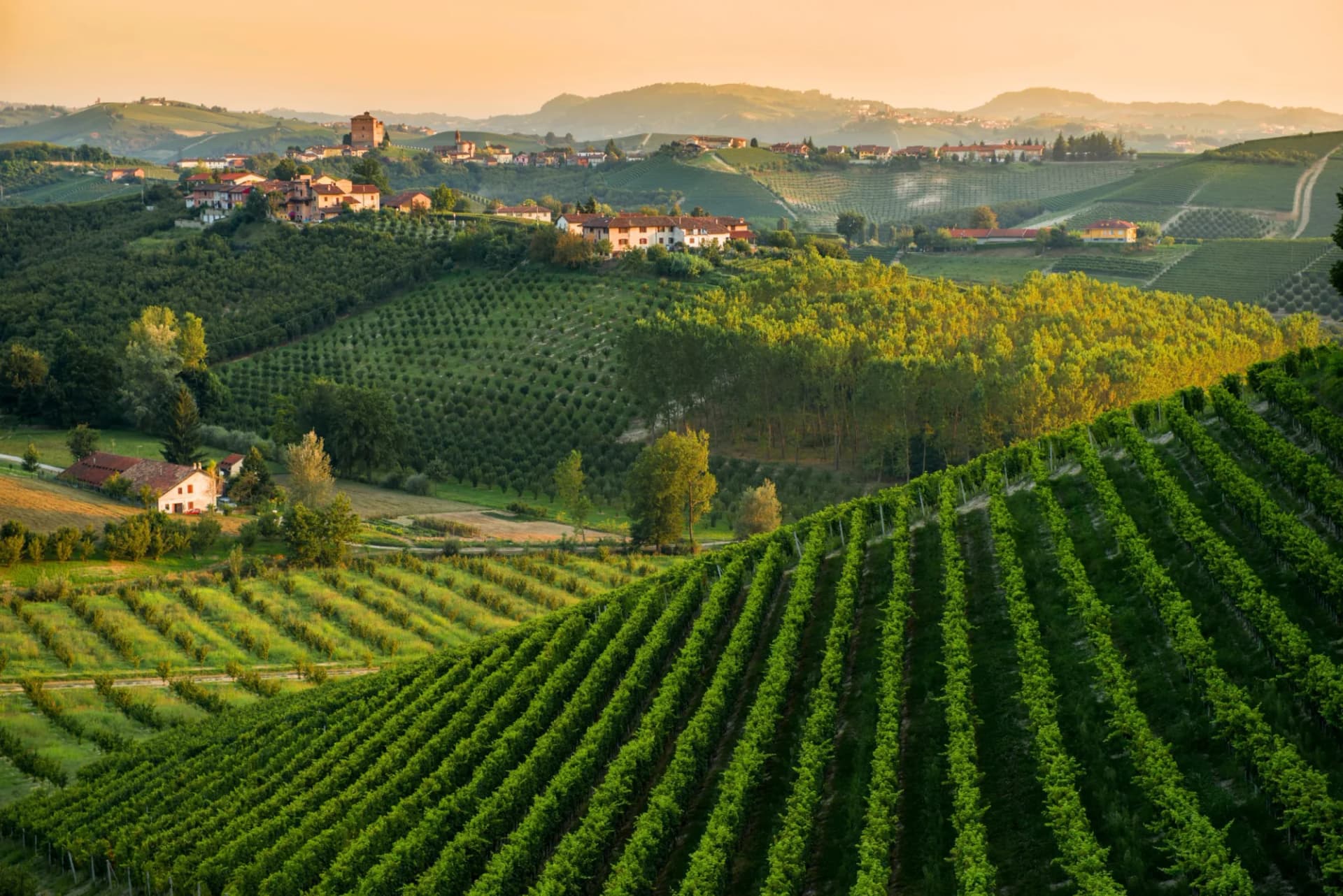 Rolling hills covered in vineyards and scattered houses under a warm sunset sky.
