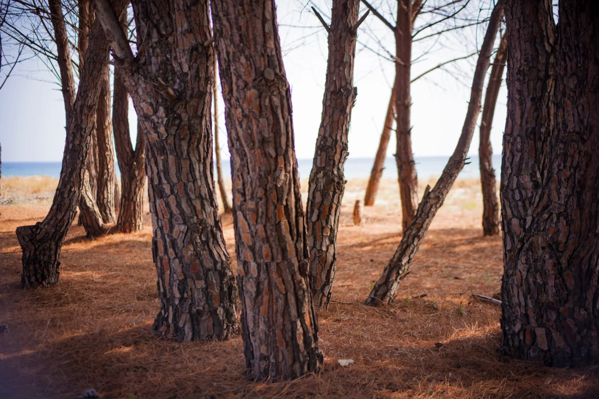 Pine trees on dry ground near the sea with bright horizon