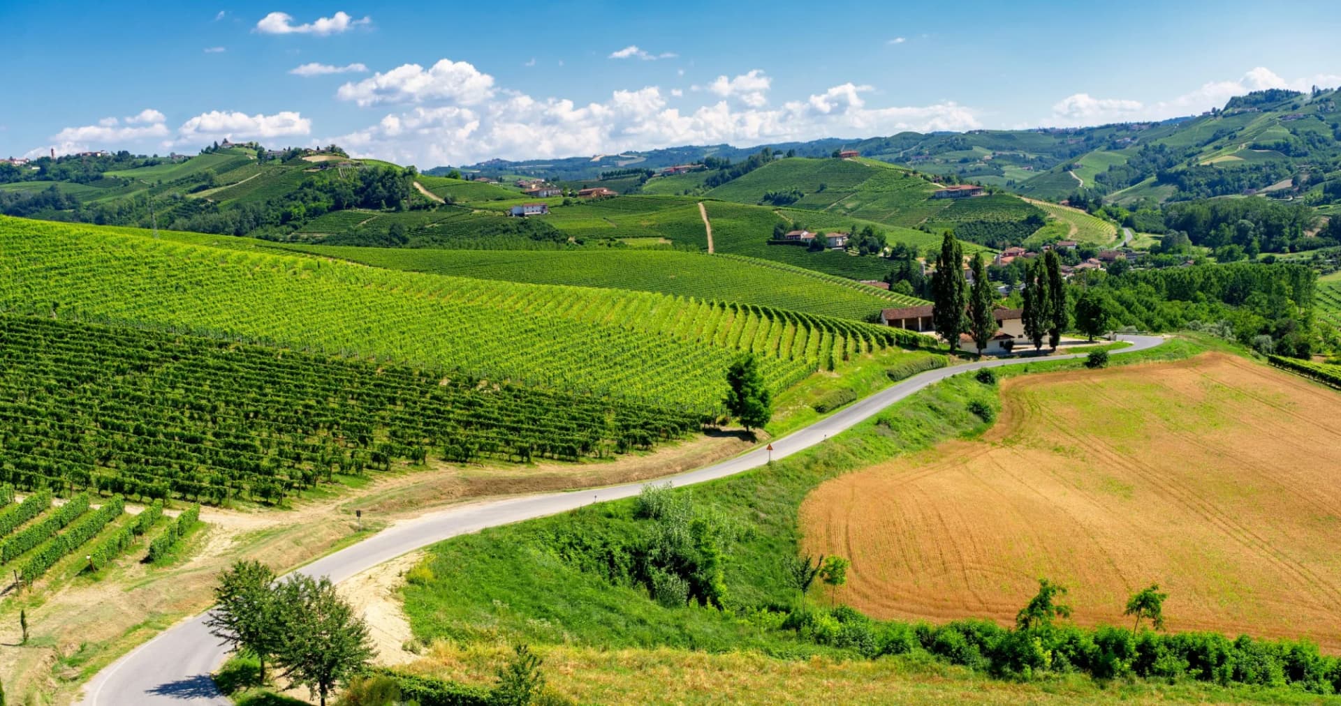 Vineyards near Barbaresco, Cuneo in Langhe, with rolling green hills and a winding road.