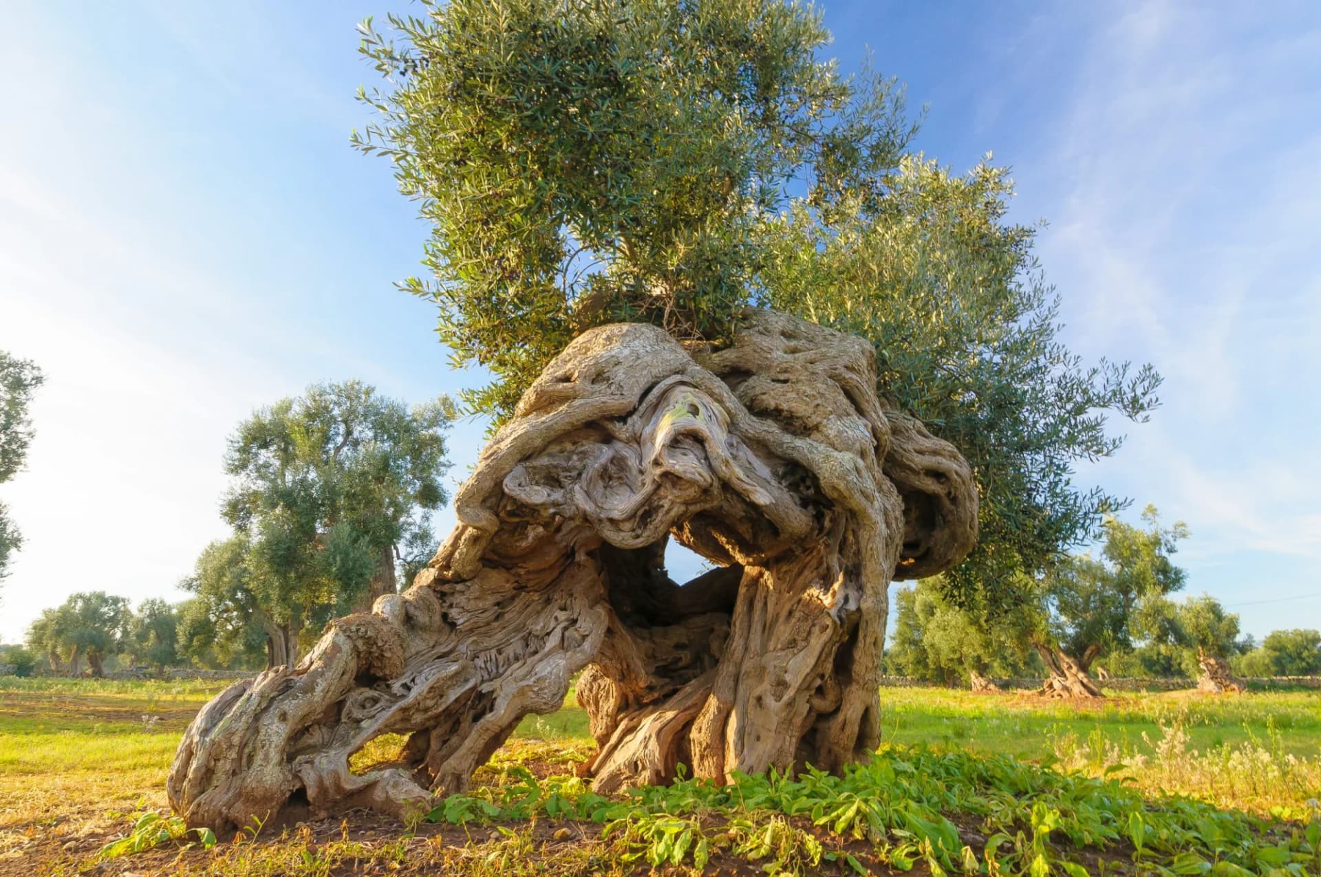 Ancient, gnarled olive tree trunk in a sunny field in Salento, Puglia.
