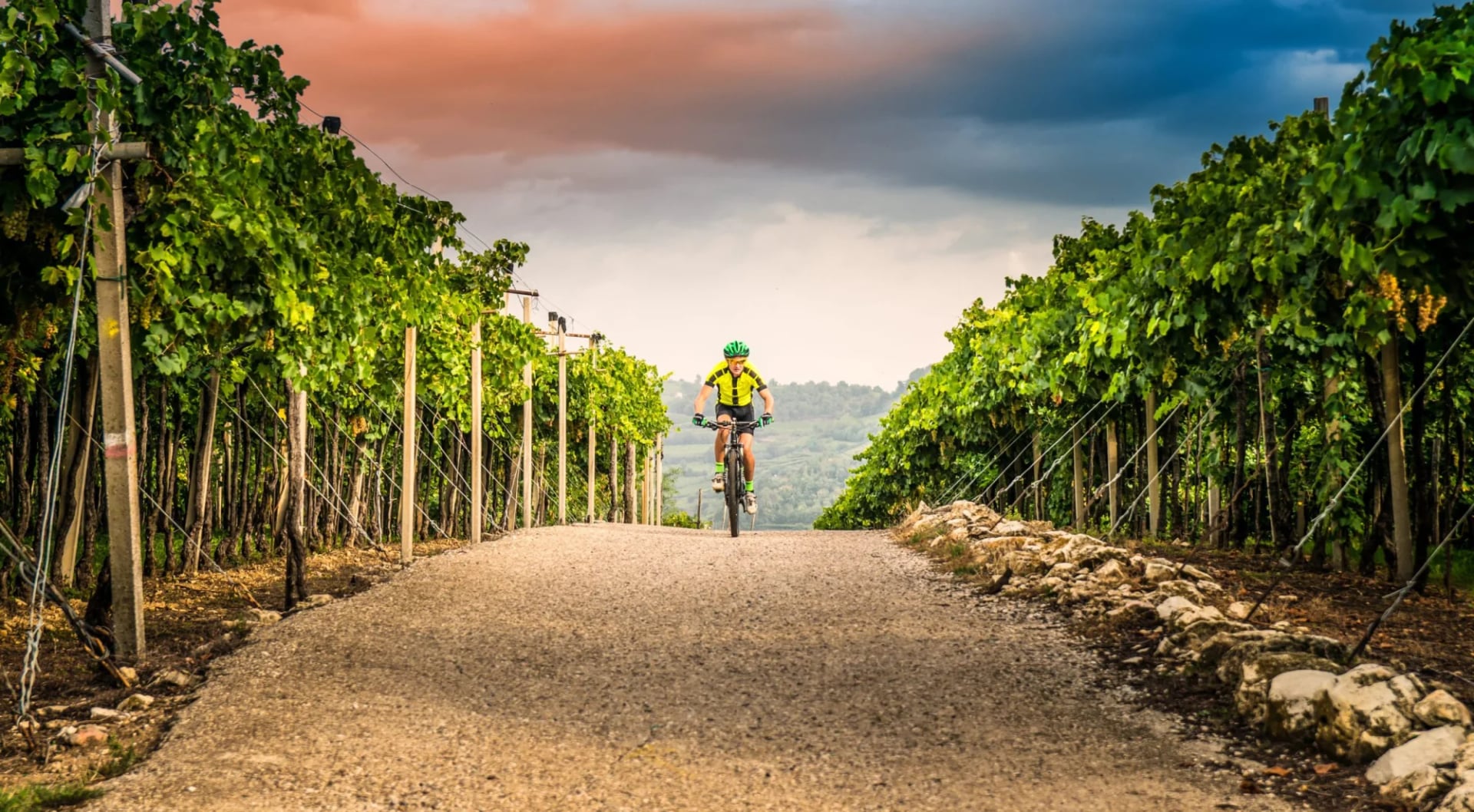 Mountain biker cycling on gravel road through lush green vineyards near Garda/Venice region.
