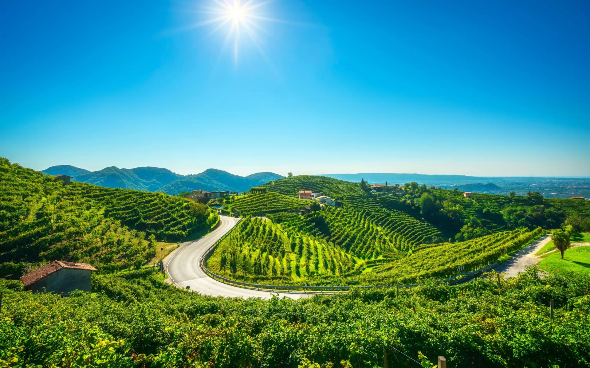 Winding road through lush green terraced vineyards under a bright sun in Veneto.