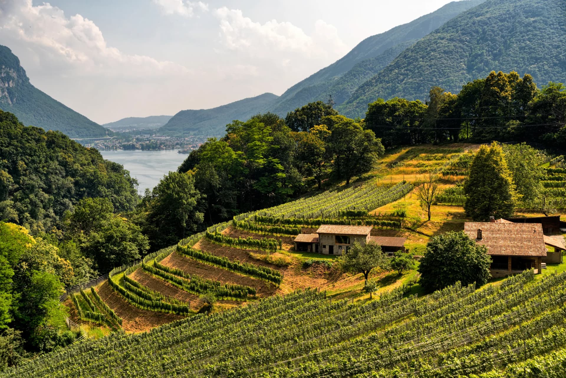 Vineyard terraces near Arogno, Ticino, Switzerland, overlooking a lake and mountains.