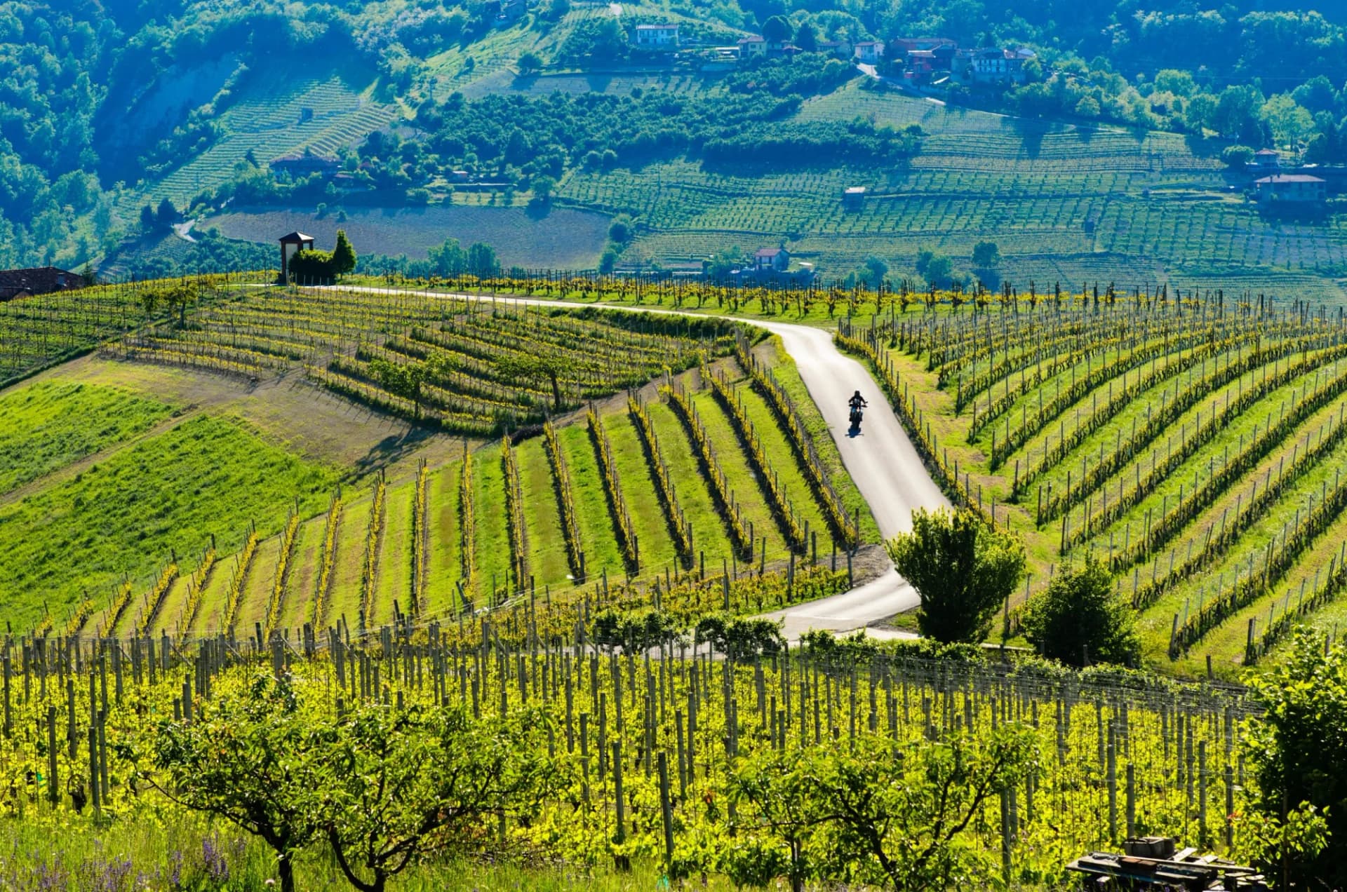 Motorcyclist riding on winding road through bright green Piedmont wine hills.