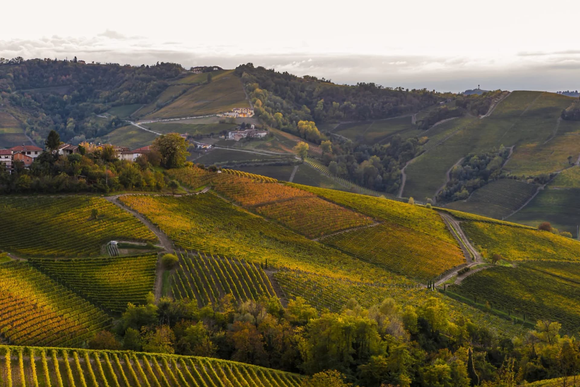 Vineyard-covered hillsides and scattered buildings in Serralunga d'Alba, Langhe UNESCO World Heritage site.