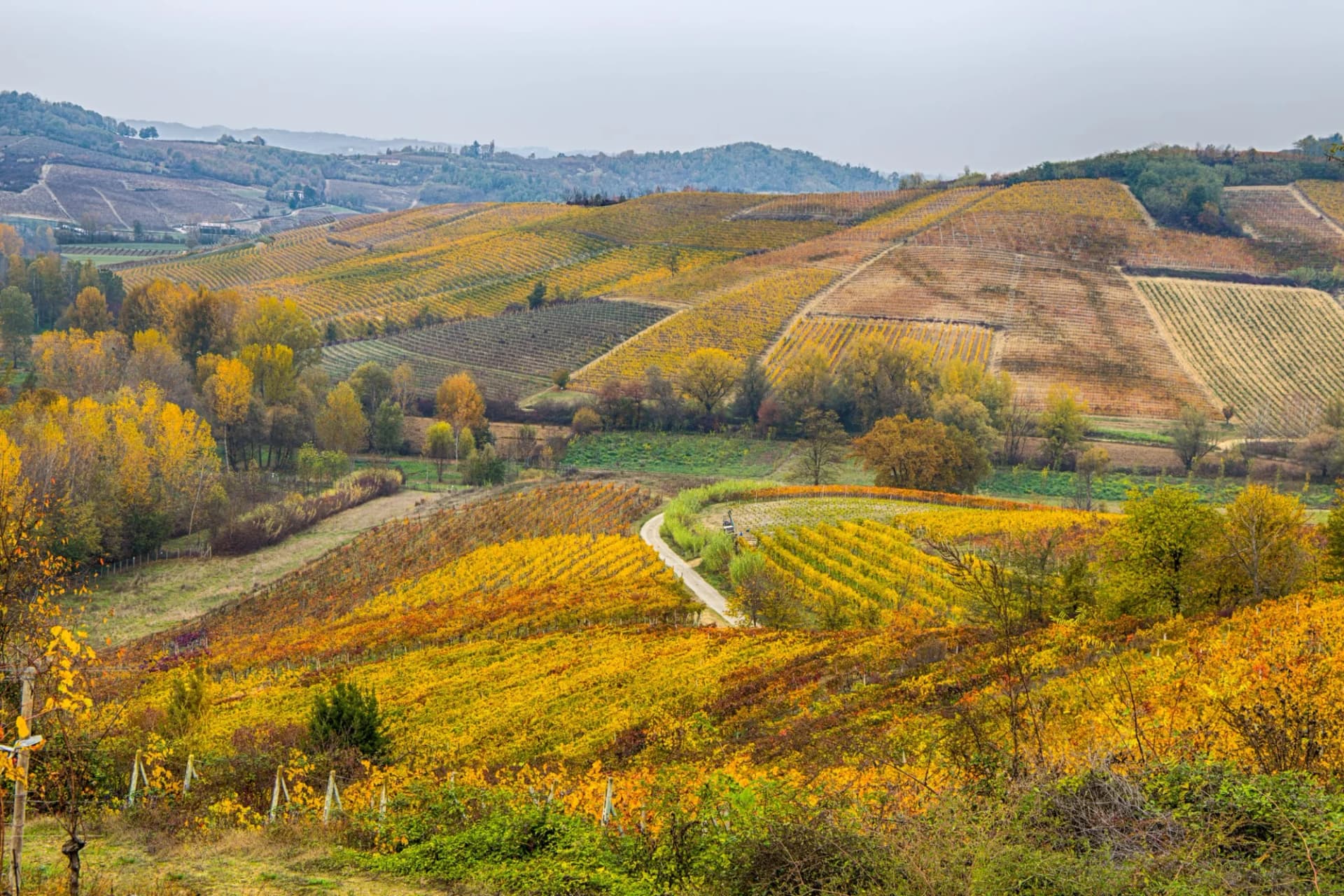 Rolling hills covered in yellow and orange autumn vineyards near Nizza Monferrato.