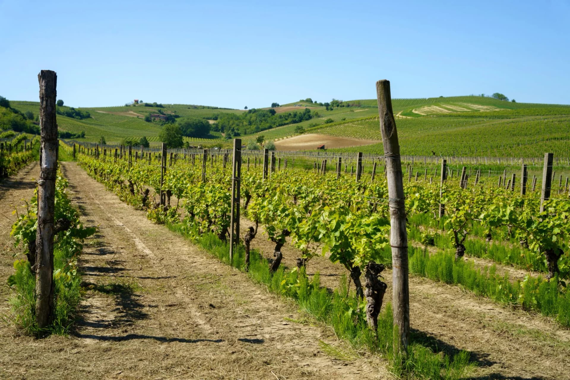 Vineyards of Monferrato near Mombaruzzo in springtime with rolling green hills under a clear blue sky.