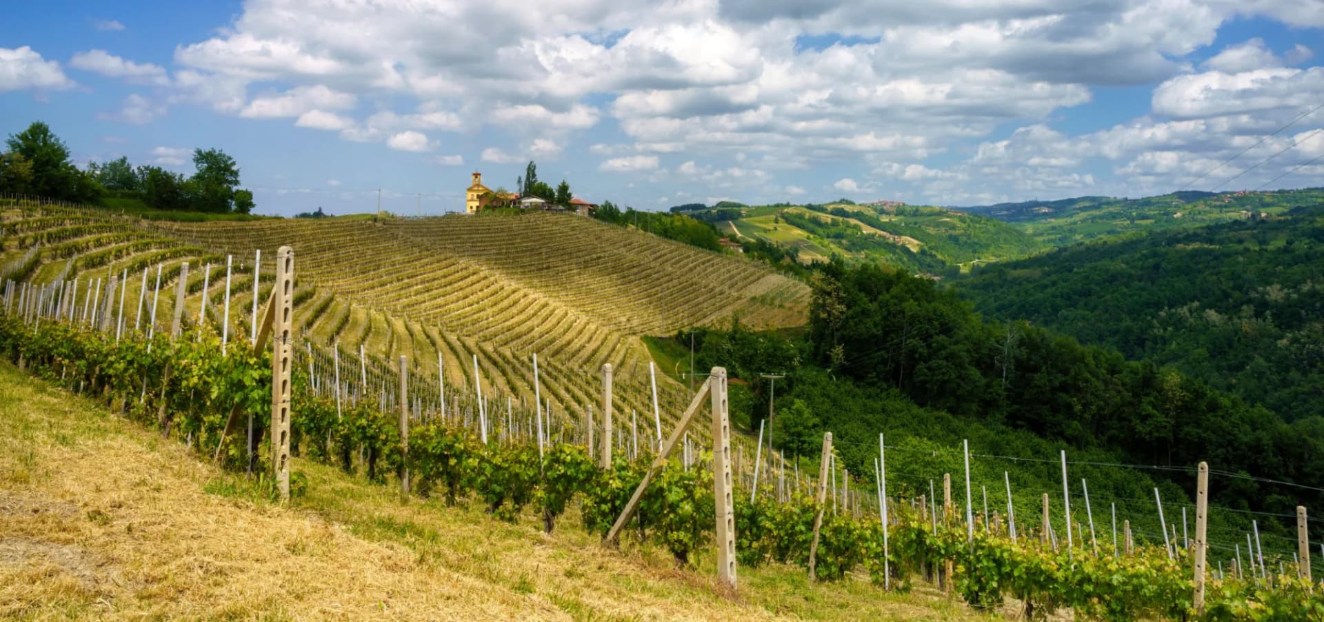 Vineyard terraces near Dogliani in the rolling hills of Langhe, Piedmont, Italy, under a cloudy sky.