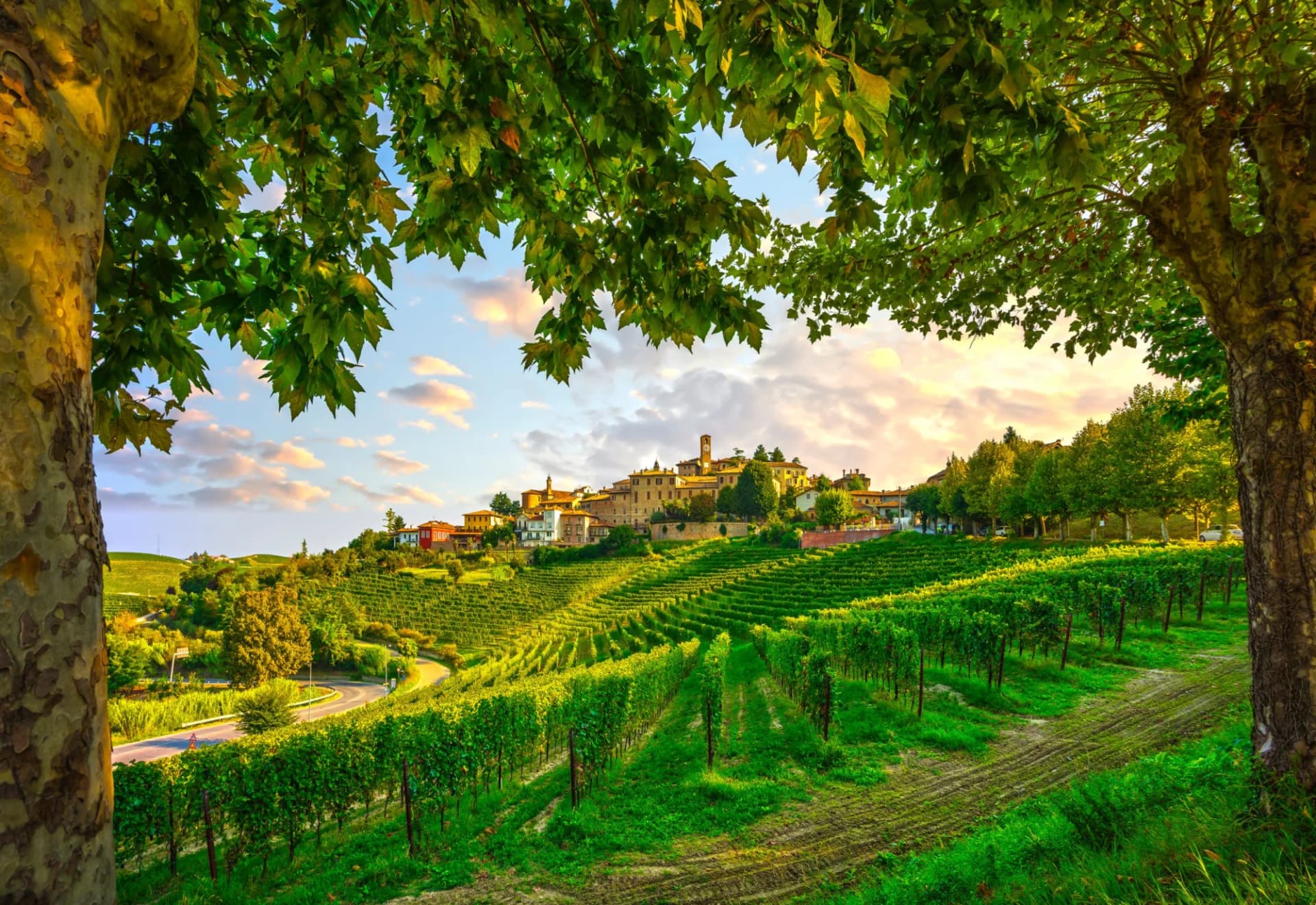 Vineyards leading up to Neive village in the Langhe region of Piedmont, Italy, at sunset.