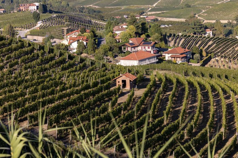 Langhe-Roero Vineyards image 1