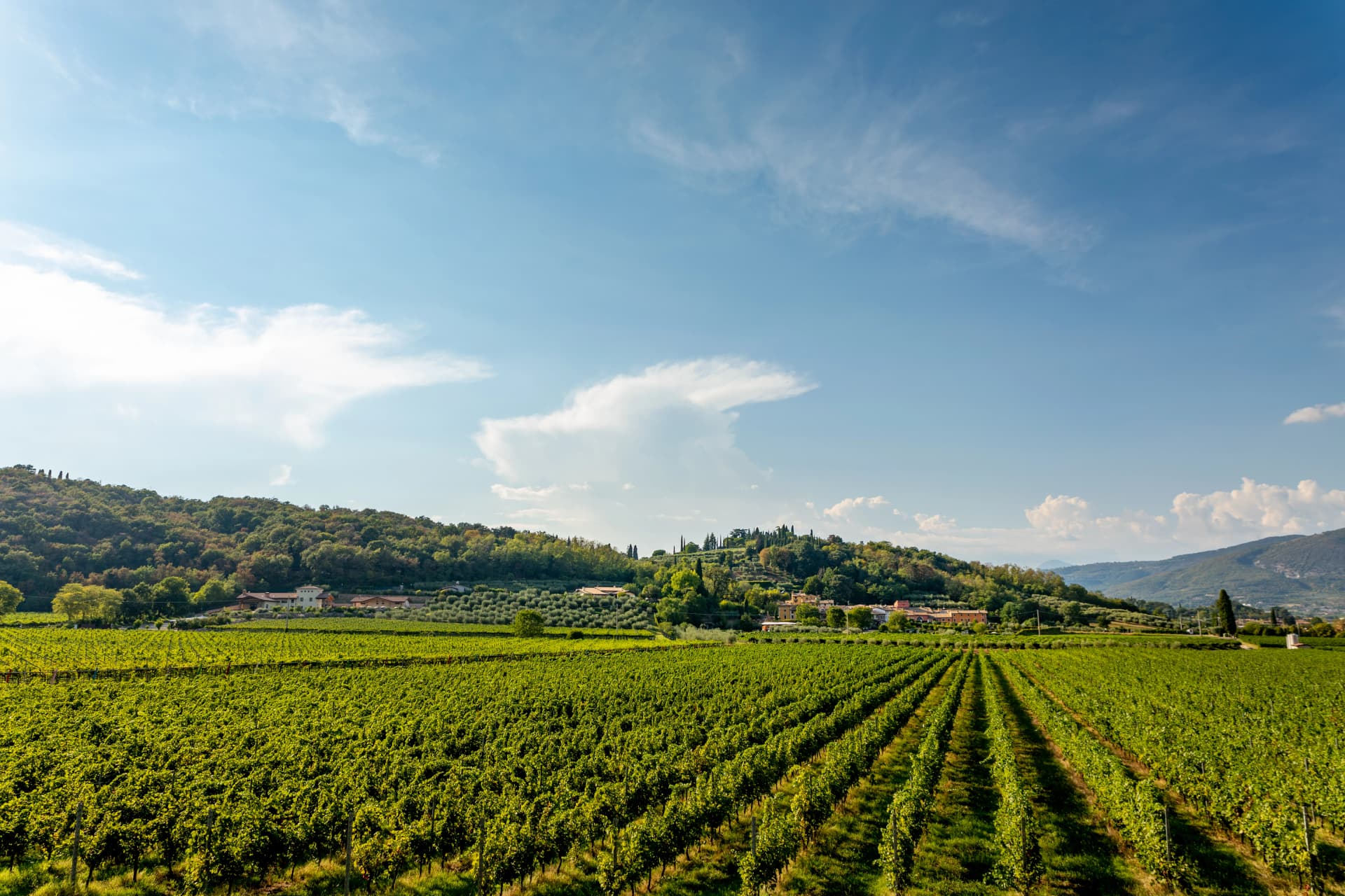 Typical Italian vineyards at the base of Monte Moscal