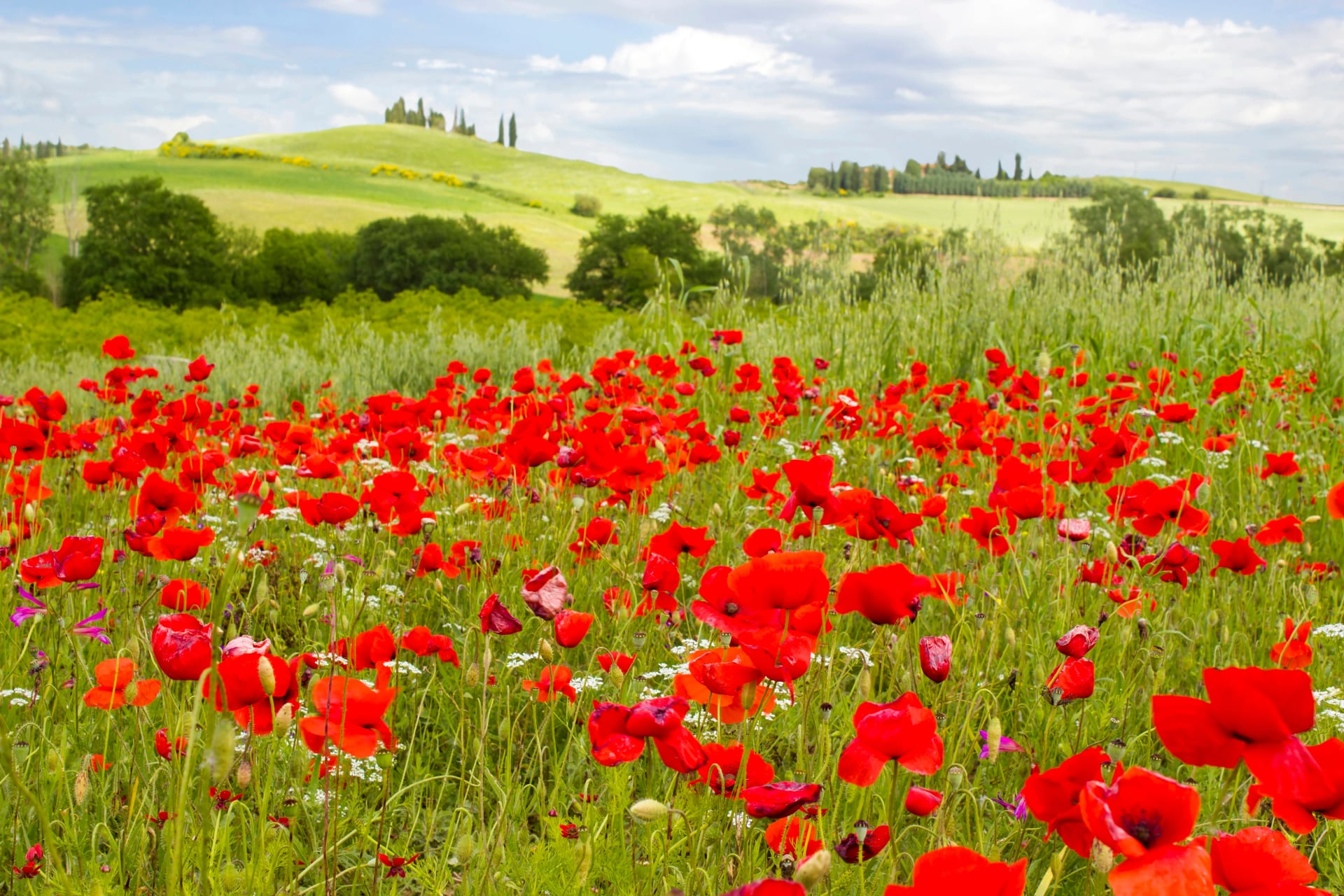 spring in Tuscany, landscape with poppies
