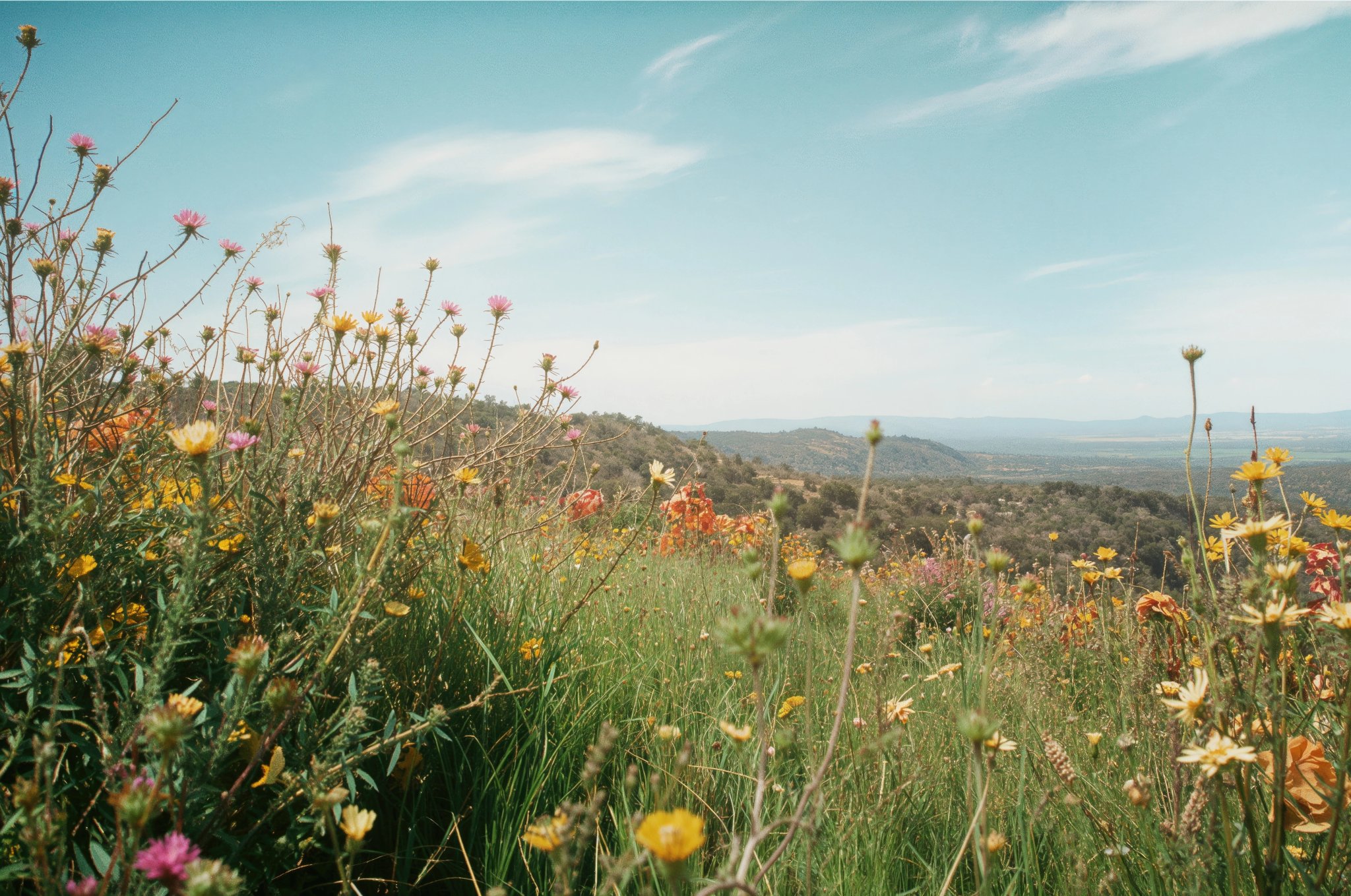 Spring blossoms and green foliage in rural areas