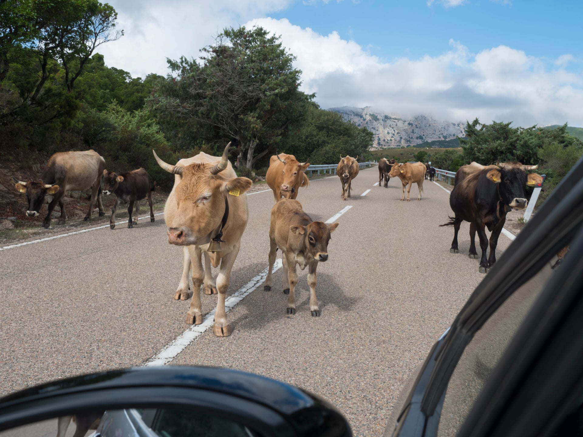 close up herd of cows with calfs walking in the middle of the asphalt road viewed from driver car window. Supramonte Mountains with green hills, limestone rocks and trees. Sardinia, Italy, summer.