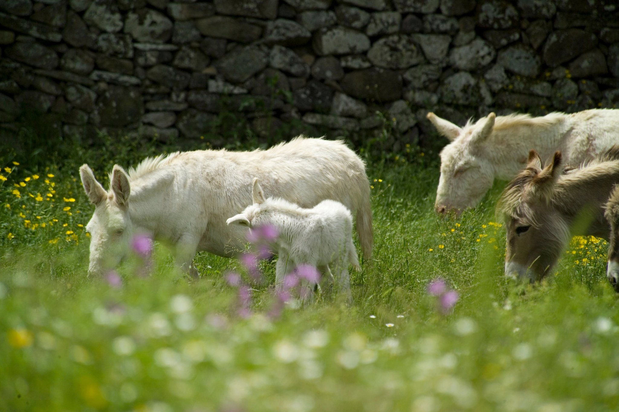 wild albino donkey at Asinara in Sardinia