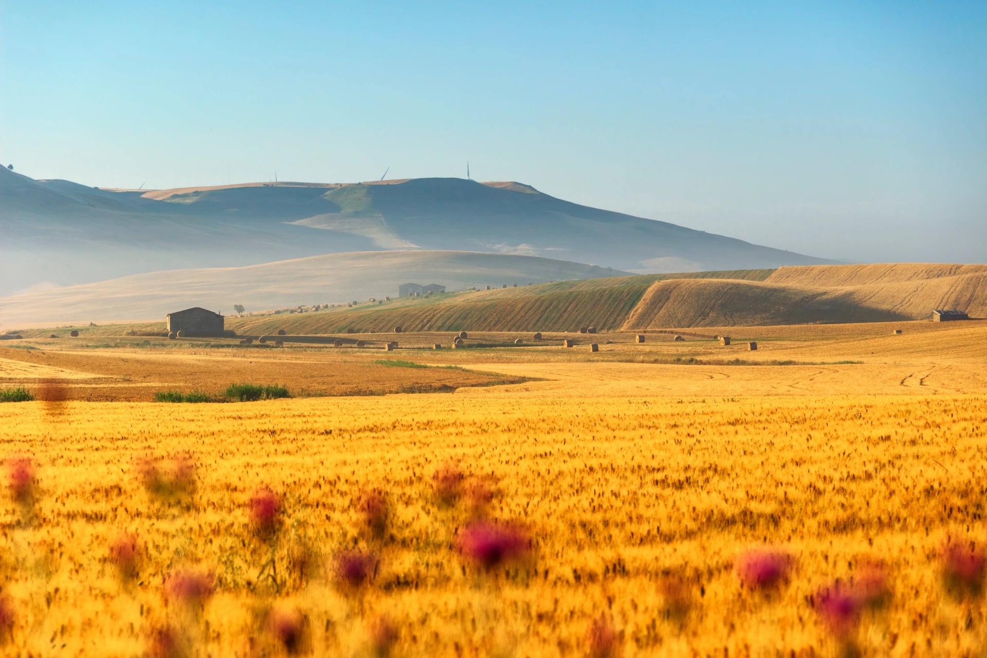 Landschap in het voorjaar. Tussen Apulië en Basilicata: tarweveld bij zonsopgang. ITALIË. Heuvelachtig land: op de achtergrond verlaten boerderijen en balen hooi.