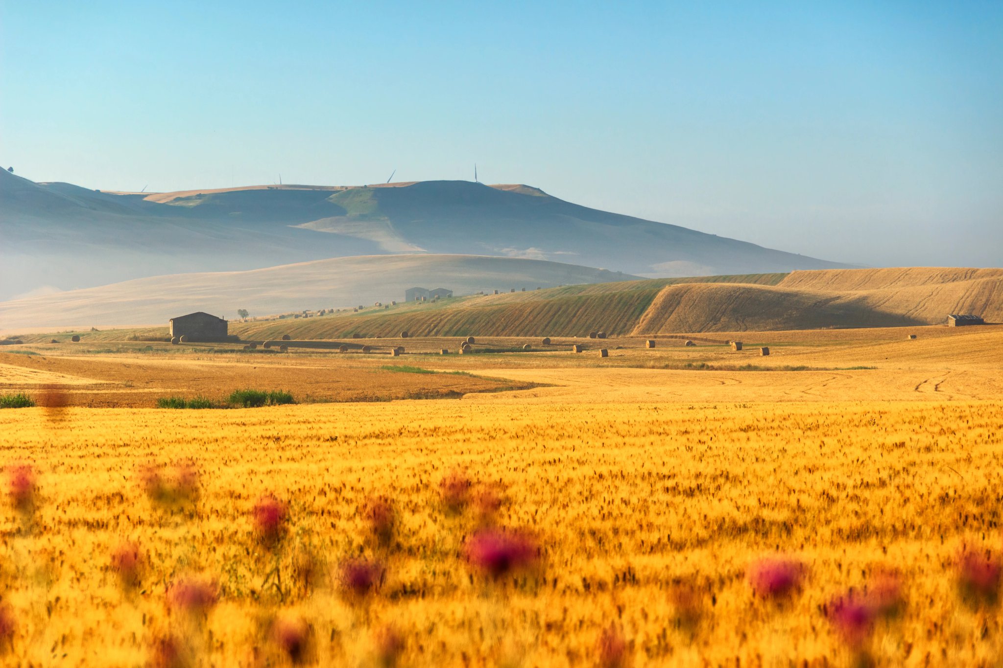 Rural landscape spring. Between Apulia and Basilicata:wheat field at dawn.ITALY. Hilly country:in the background abandoned farmhouses and bales of hay.