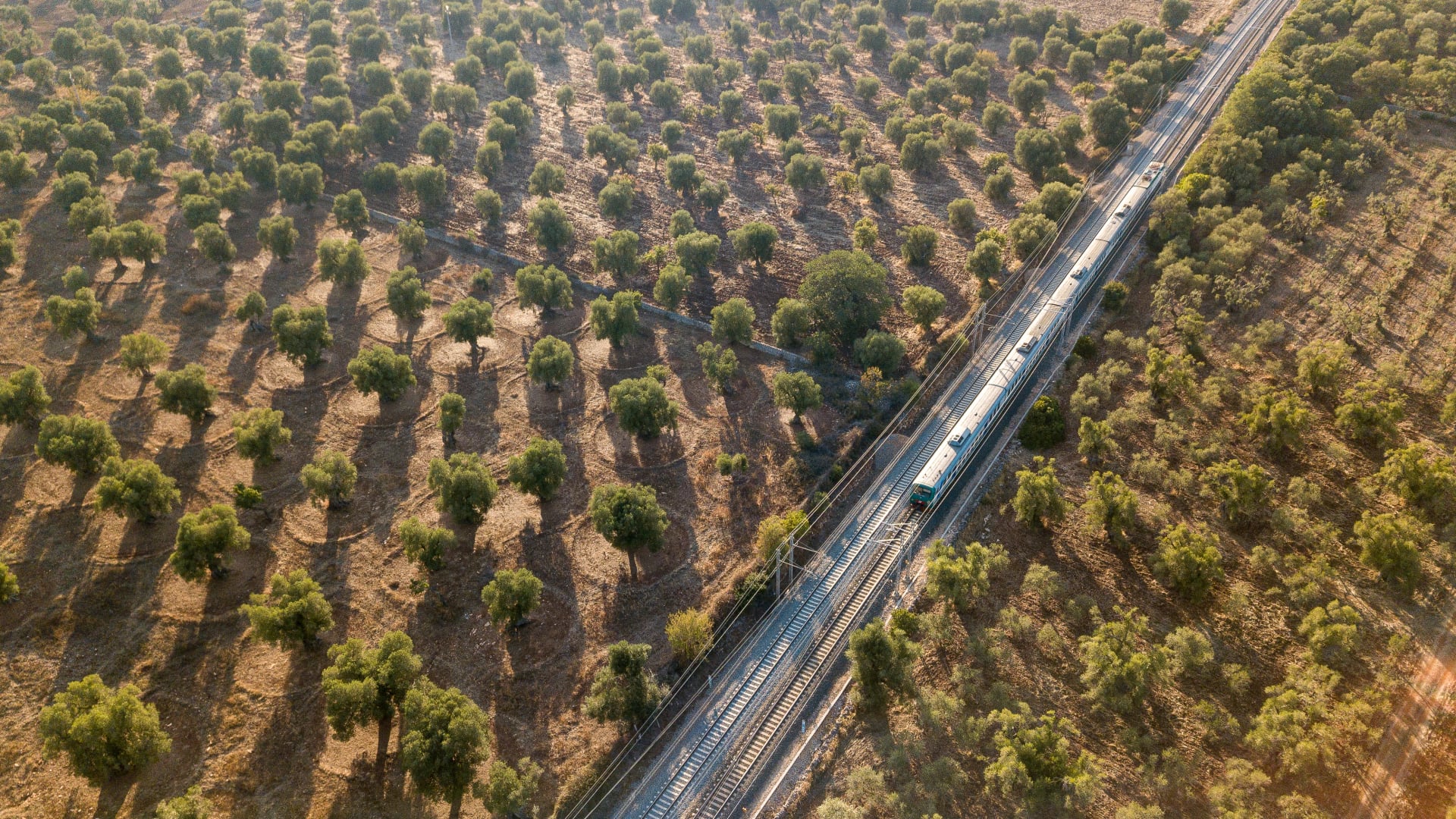Een trein passeert olijfboomplantages in Zuid-Italië.