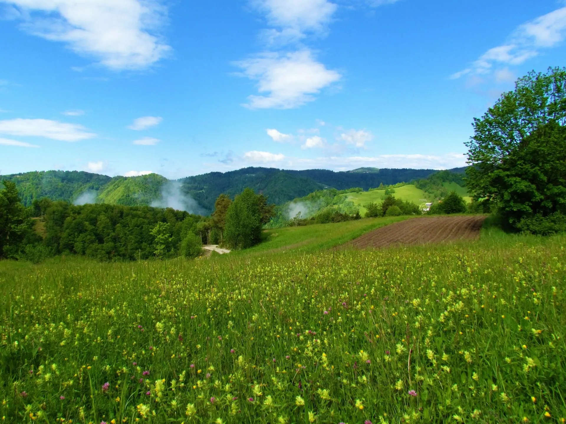 Meadow covered in yellow flowers and forest covered hills behind in the hills of polhov gradec in slovenia stockpack adobe stock scaled