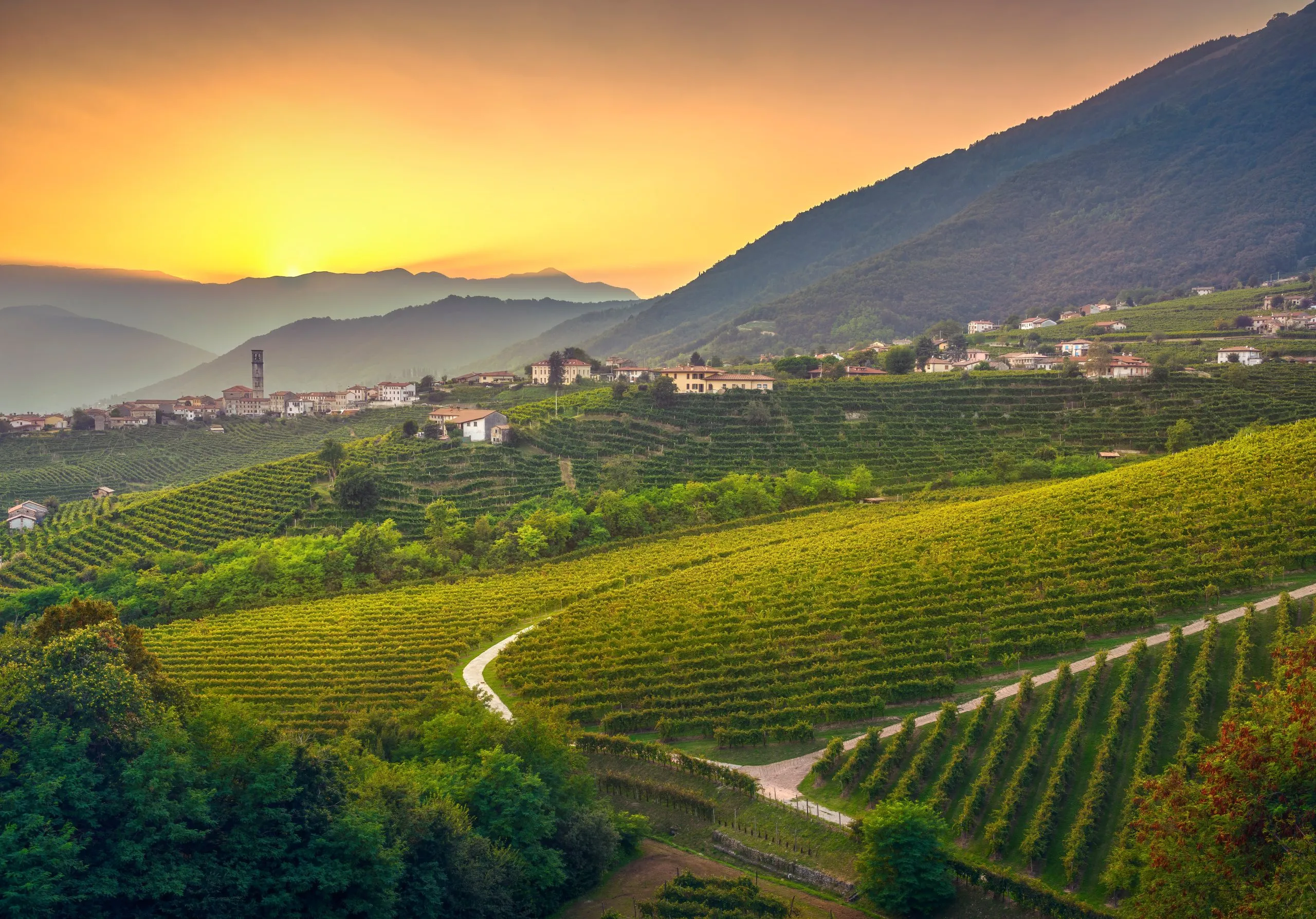 Veneto vineyards